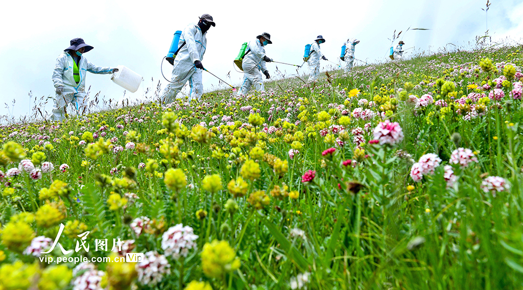 甘肃肃南：推进“三北”工程建设 筑牢生态安全屏障